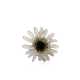 CINERARIA RING, LJUS