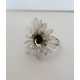 CINERARIA RING, LJUS